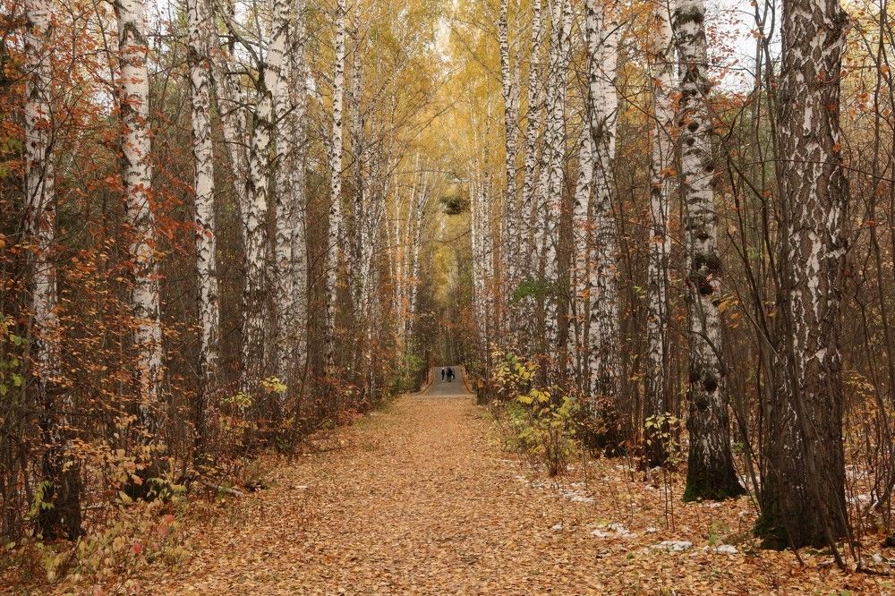 Аллея берёз