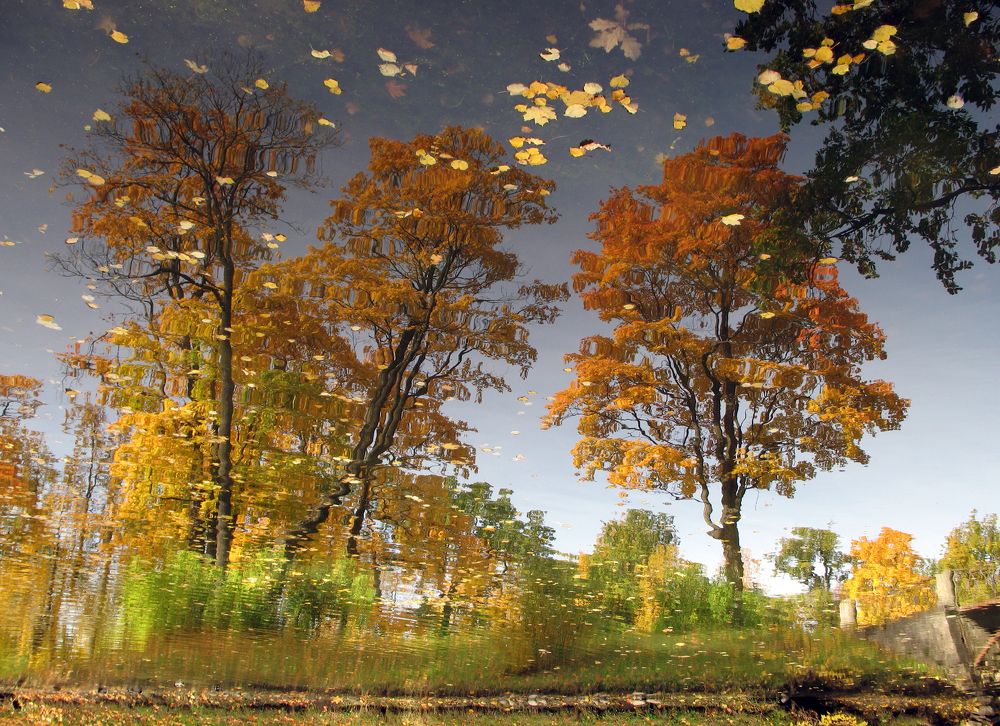 Волшебный листопад