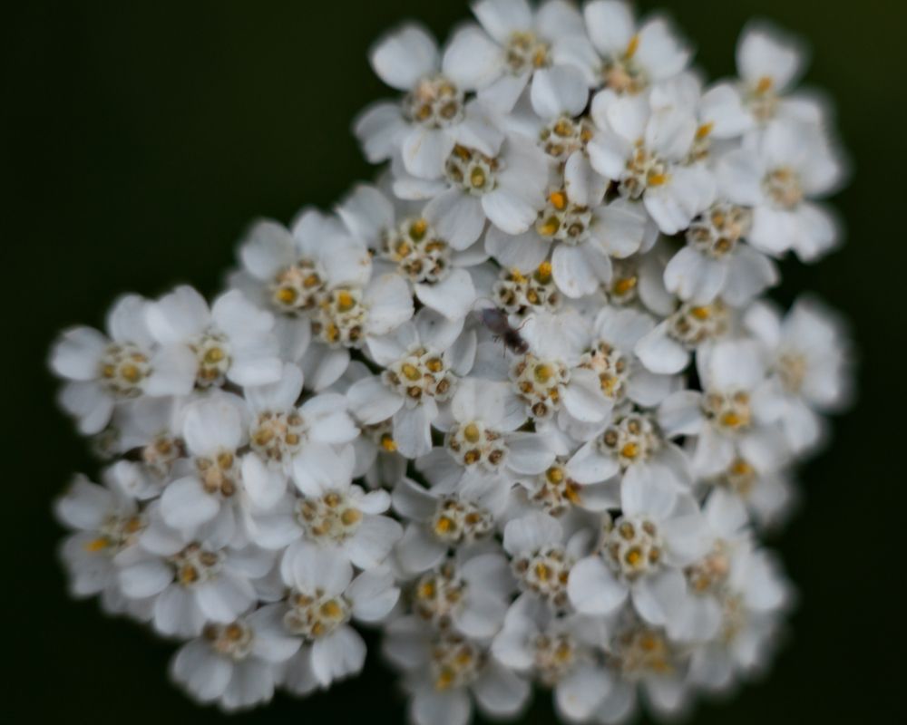 Photograph by Виктория Сид