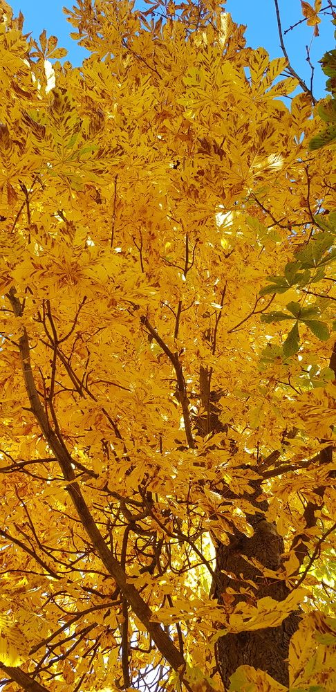 Цвет осени- жёлтый.