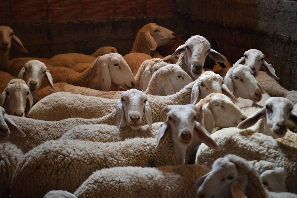 Photograph by Kaouche Mohamed