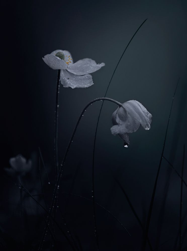 Photograph by Баранов Олег