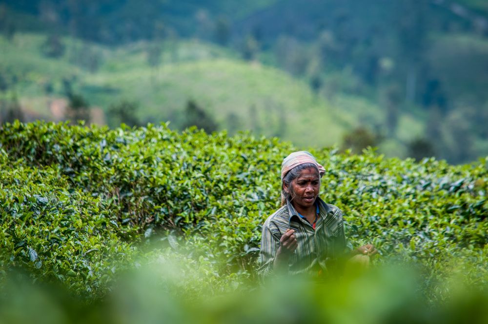 Photograph by Chamara Sulakkhana Polwatta Siriyalage