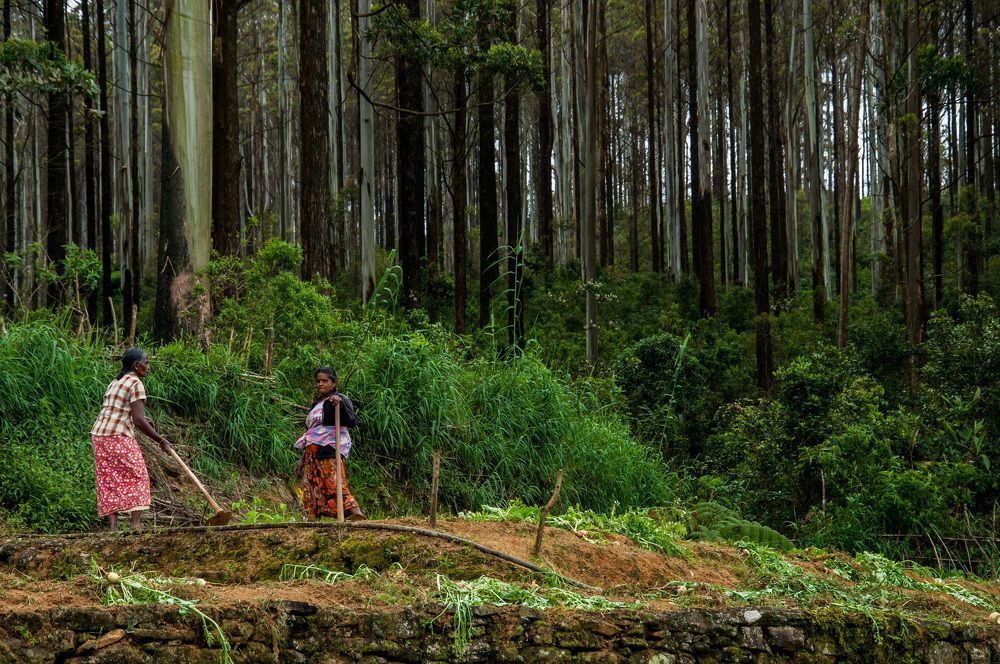 Photograph by Chamara Sulakkhana Polwatta Siriyalage