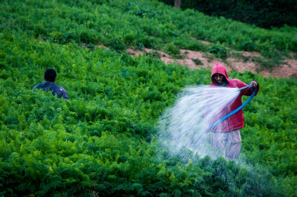 Photograph by Chamara Sulakkhana Polwatta Siriyalage