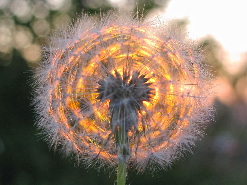 Ловец солнца...