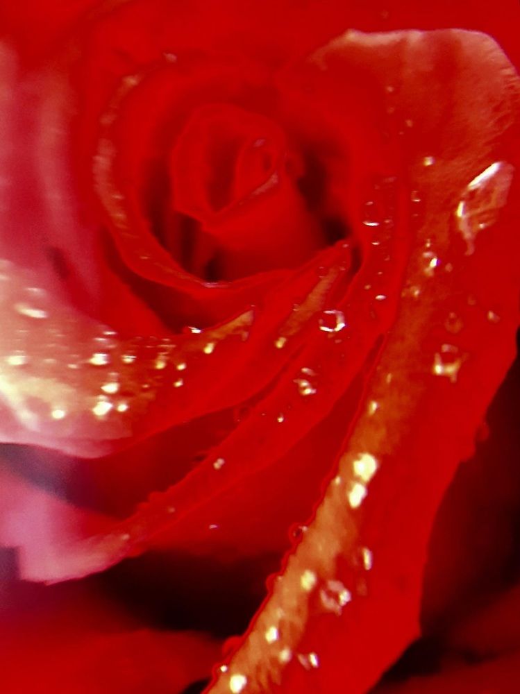 Фотография автора Наталья Шендяпина