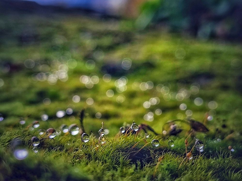 Фотография автора Ольга Сорокина