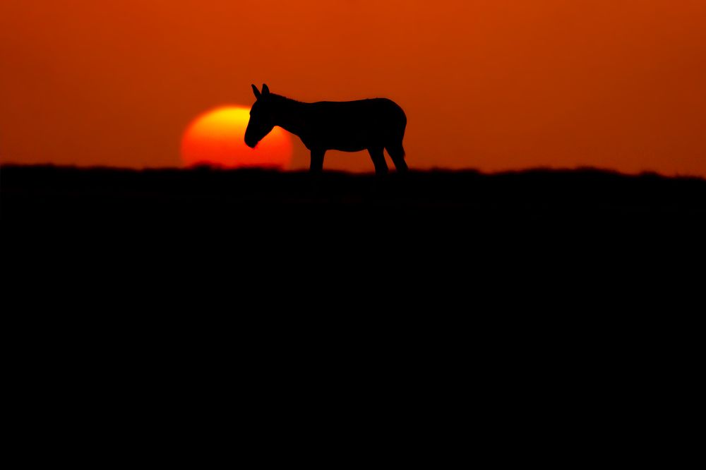 Photograph by Guha Jayanta