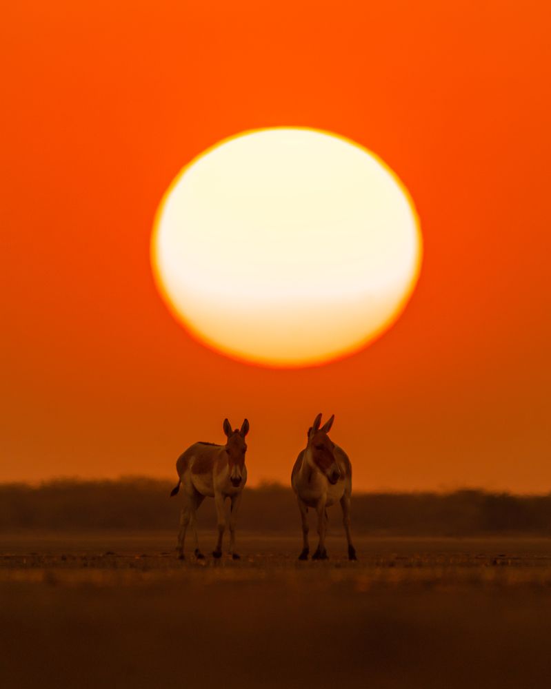 Photograph by Guha Jayanta