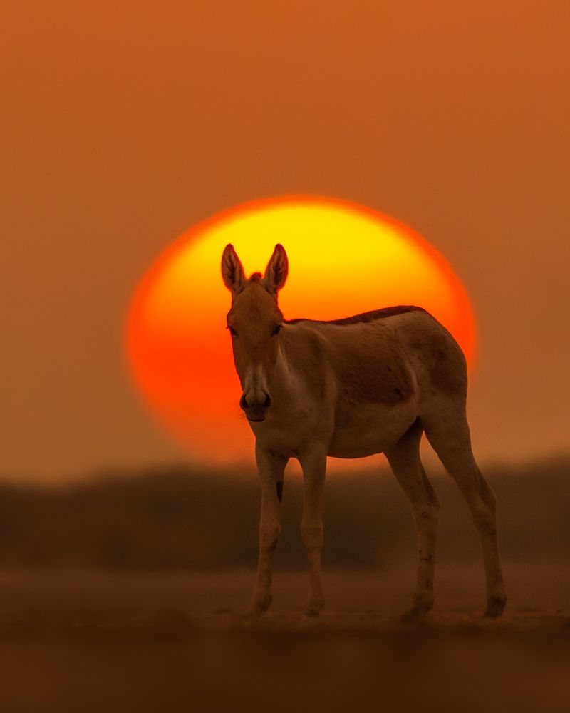 Photograph by Guha Jayanta