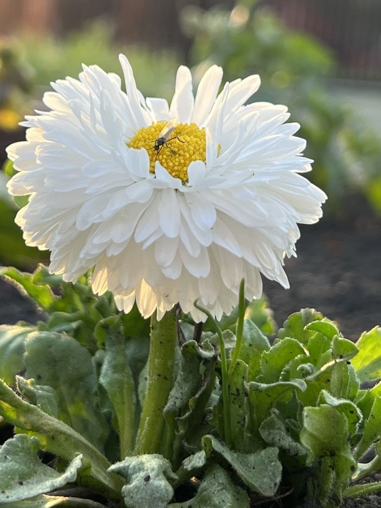 Photograph by Елена Сиушова