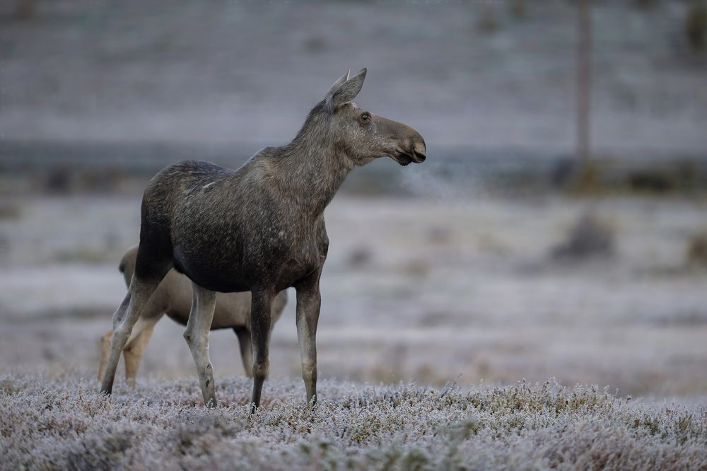 Photograph by Ernestas Balcikonis