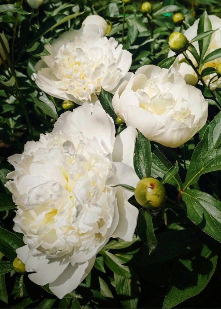 Photograph by Анна