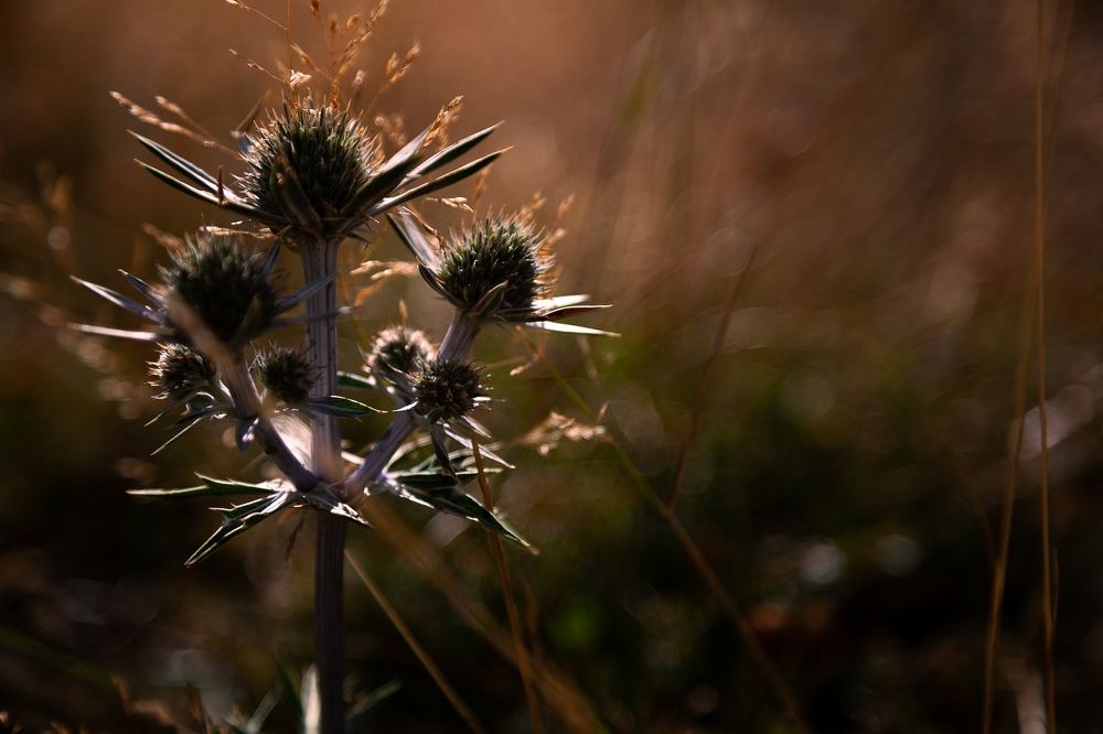 Фотография автора Anne Gabrielle Mougin