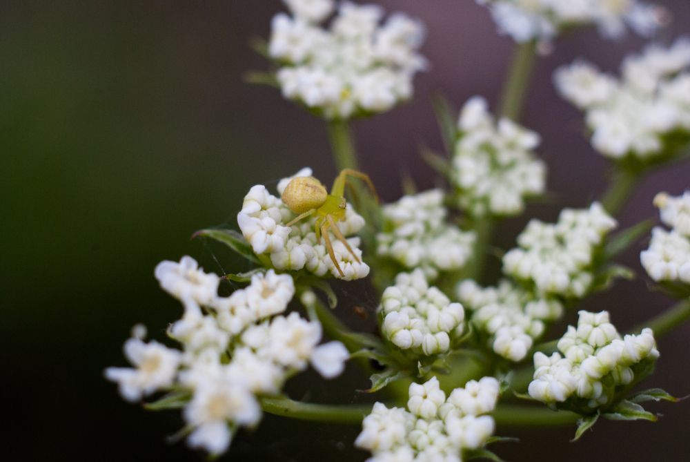 Photograph by Анастасия Фохт