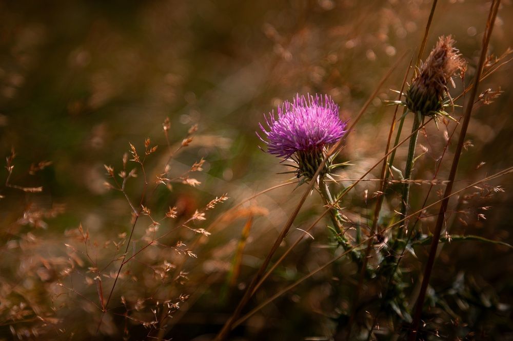 Фотография автора Anne Gabrielle Mougin