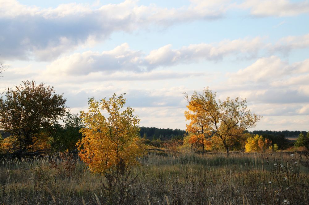 осенние березы
