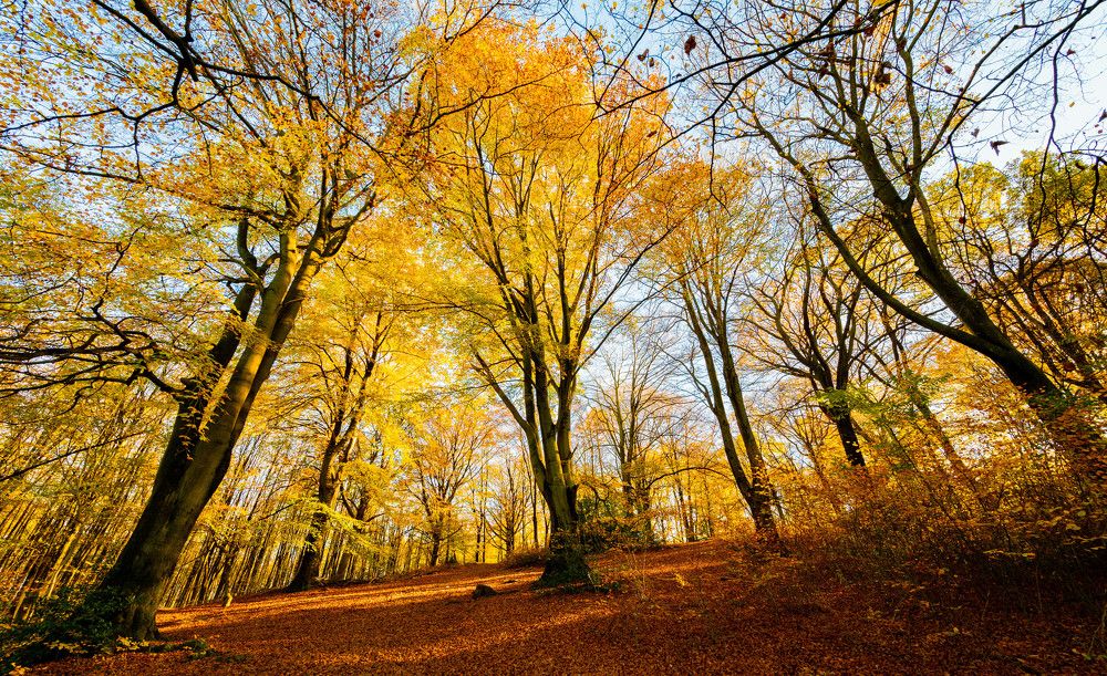 Фотография автора Utathya Roy