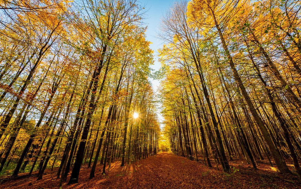 Фотография автора Utathya Roy