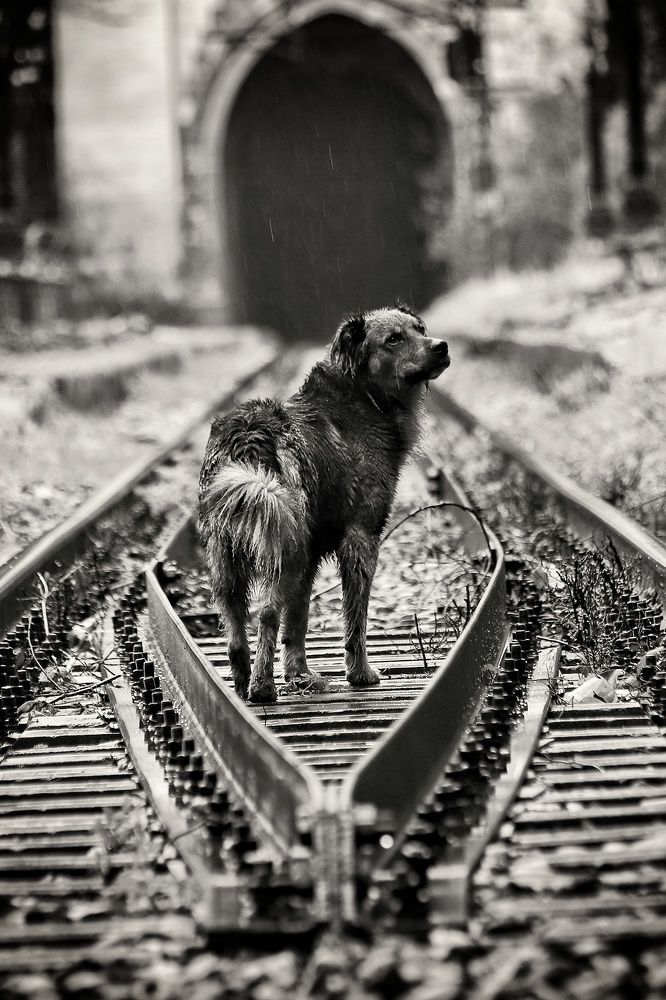 Фотография автора Елена Кириллова