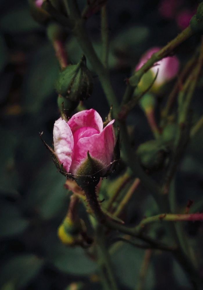 Photograph by Sourav pramanik