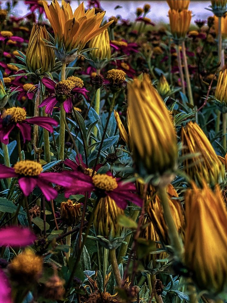 Фотография автора Анастасия Никифорова