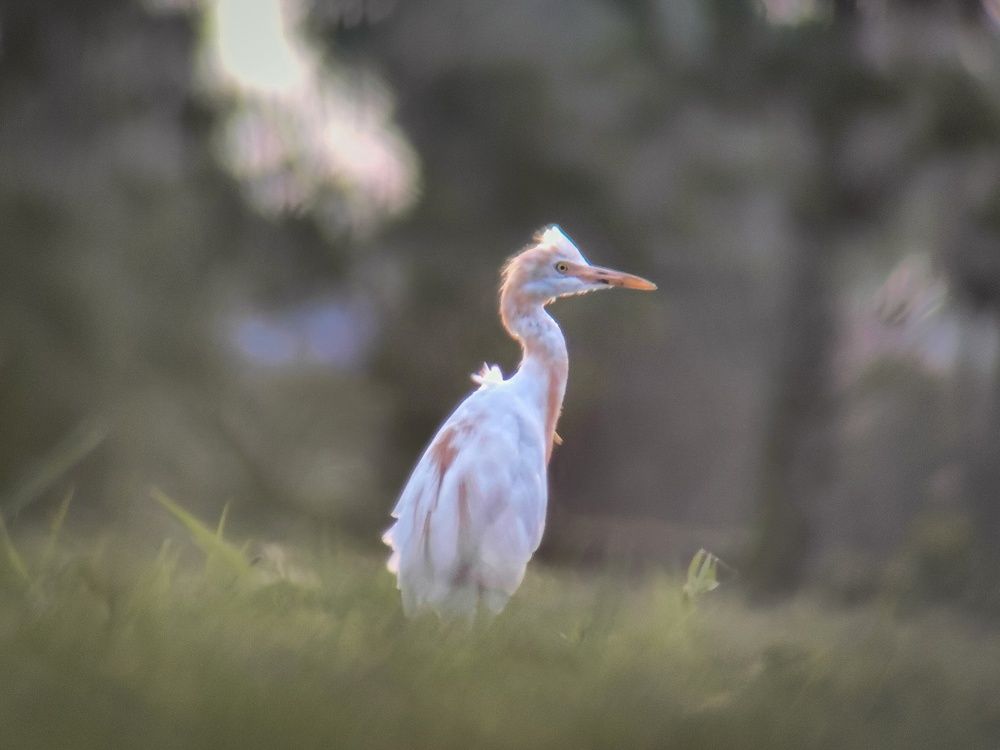 Photograph by Sourav pramanik