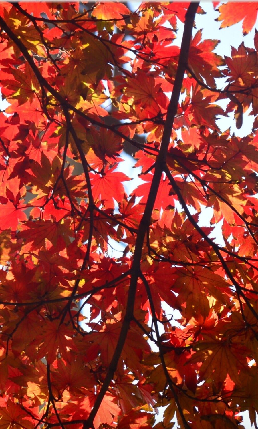 Photo #9575269