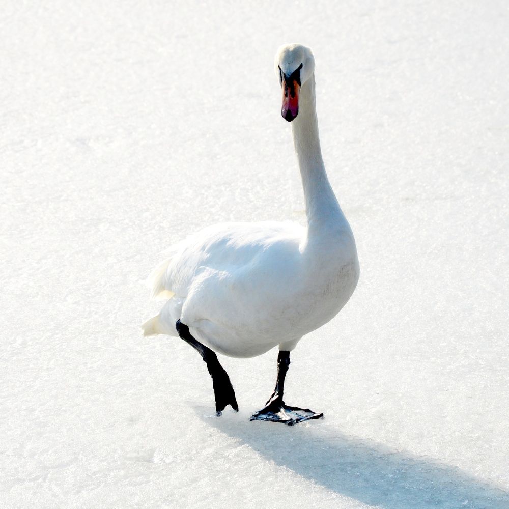 Белый лебедь на снегу