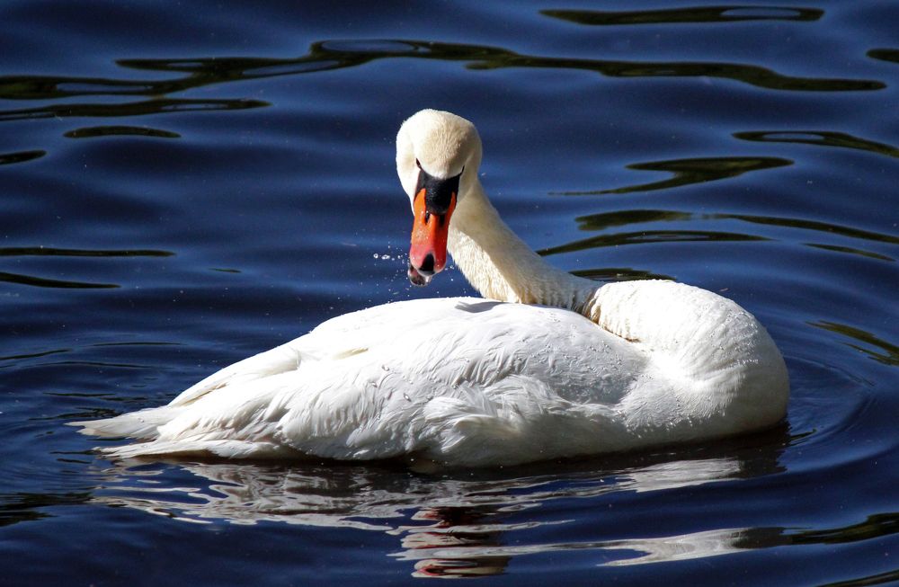 Белоснежный