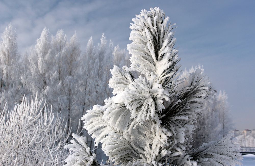 Морозный день