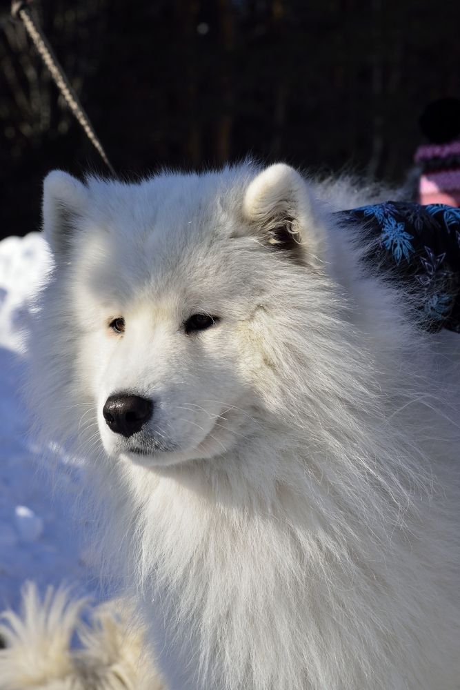 Фотография автора Сергей Чесноков