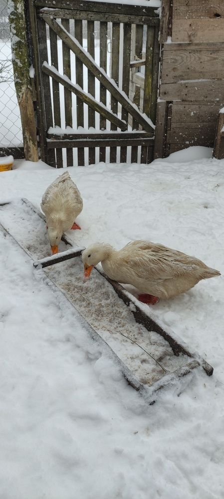 Фотография автора Васильева Ирина