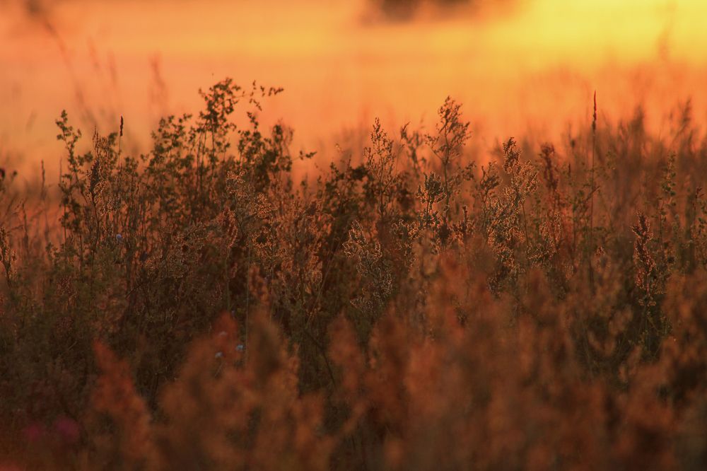 Photograph by Анастасия Псарёва
