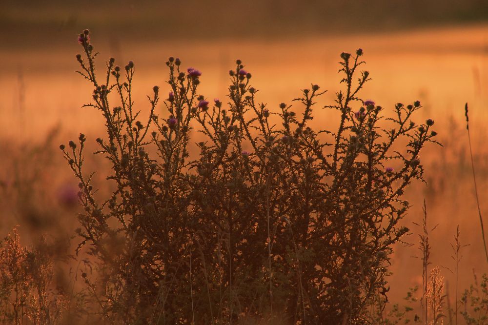Photograph by Анастасия Псарёва