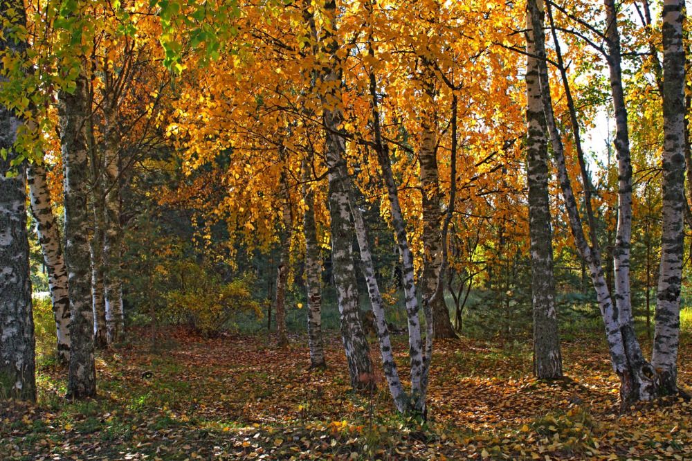 Золотая осень