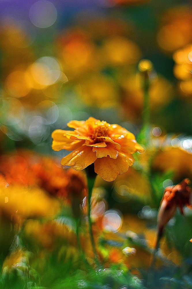 Photograph by Cергей Землянский