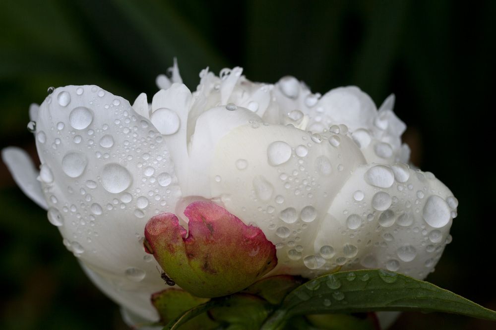 После дождя