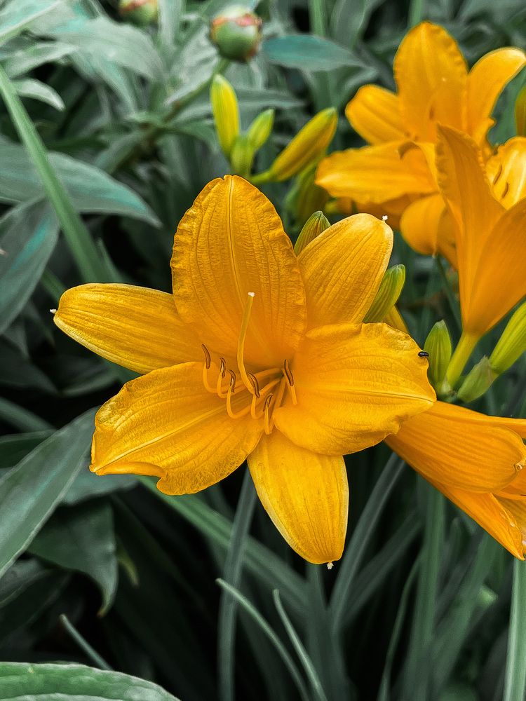 Фотография автора Юлия Недосекина