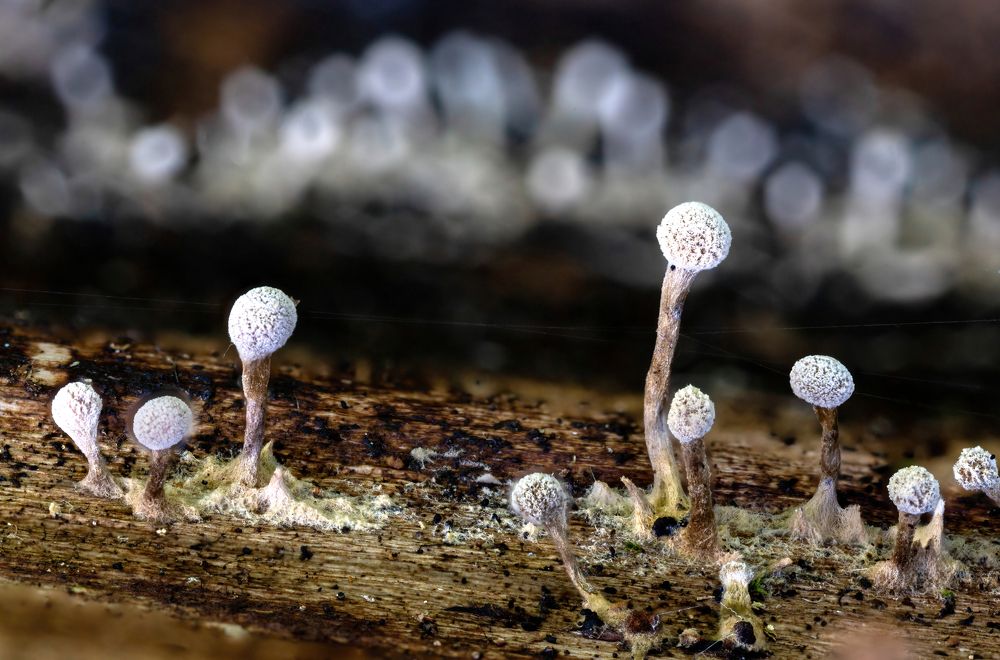 Photograph by Евгения Севрюкова