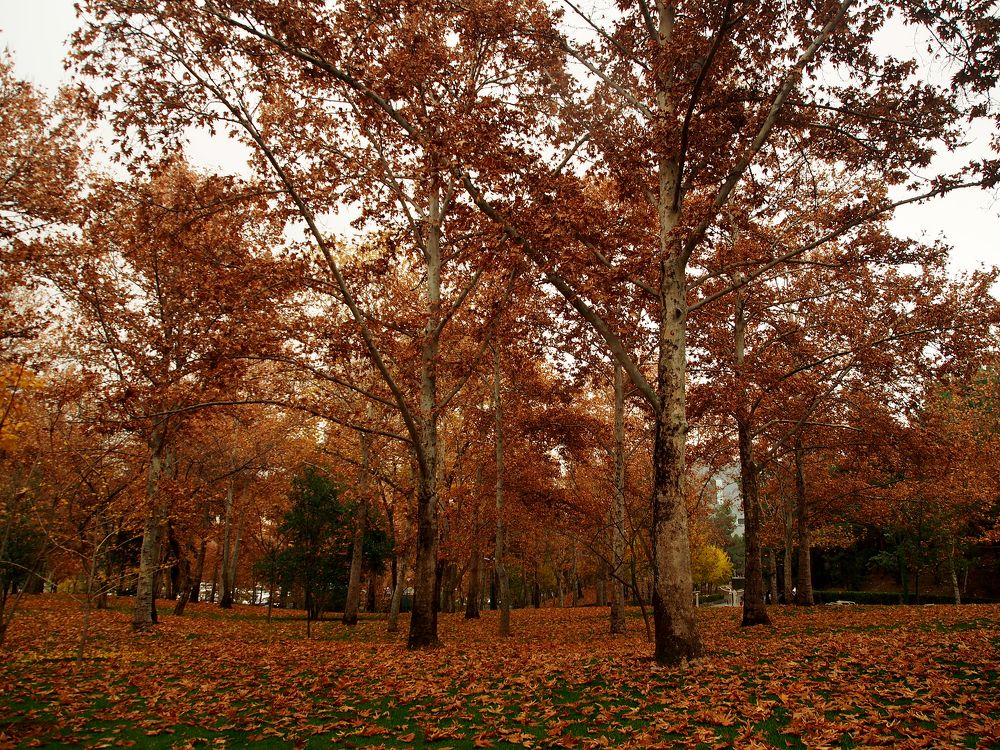 Photograph by Abdolreza Aleagha