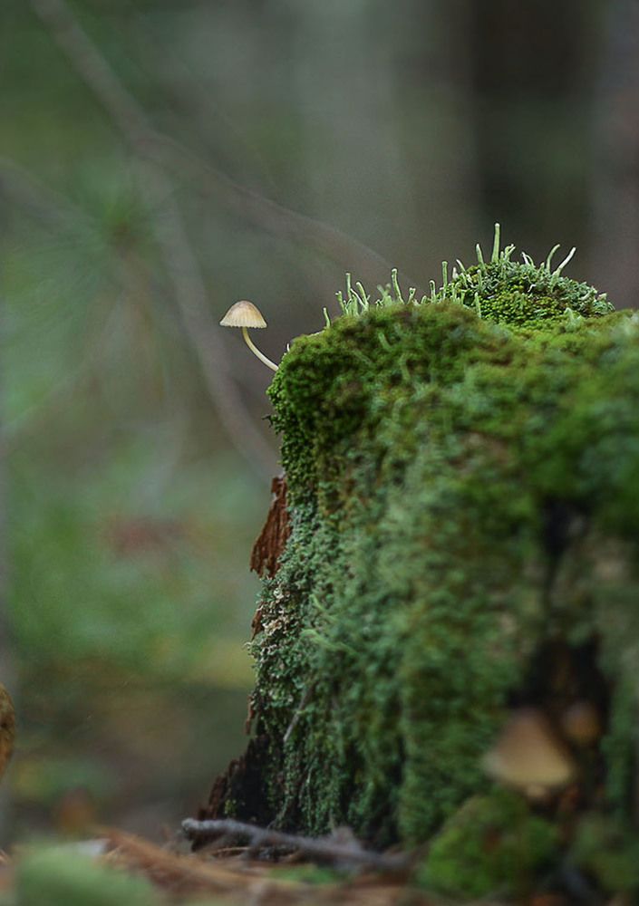 Photograph by Светлана Кавказская