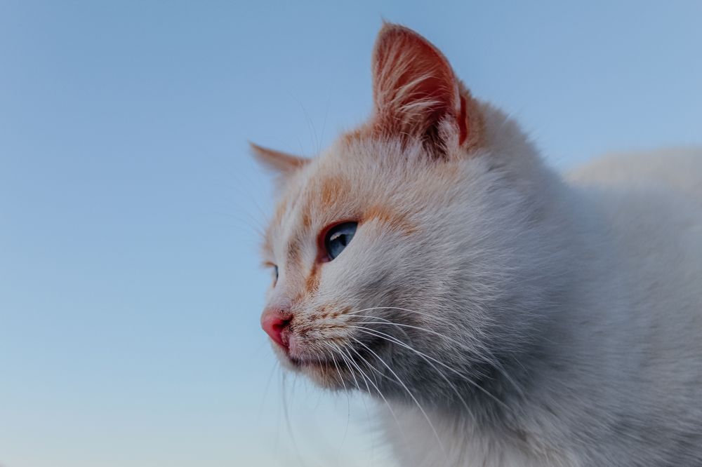 Photograph by Диана Козел