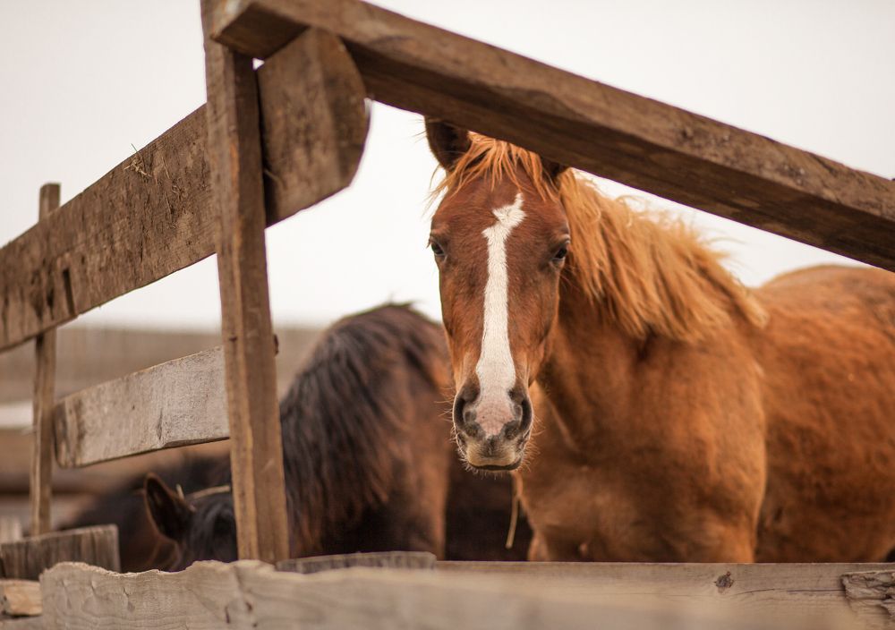 Фотография автора Светлана Кавказская