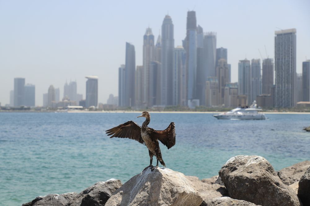 Здравствуй, новый день!