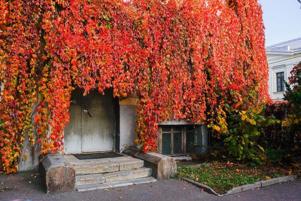 Photograph by Галина Бехметьева