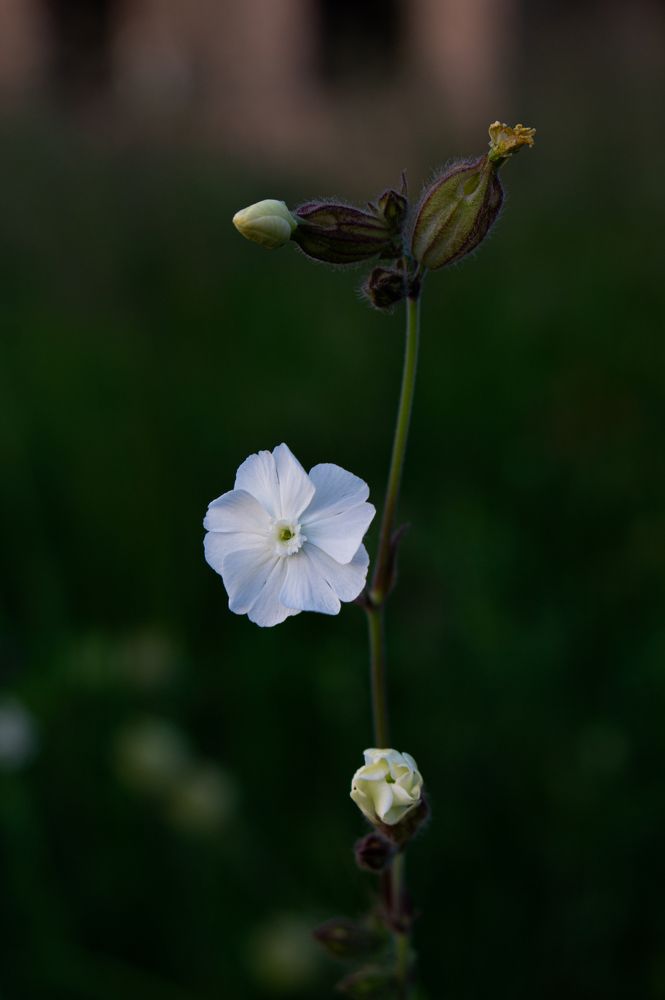 Photograph by Ариадна Подмогильная