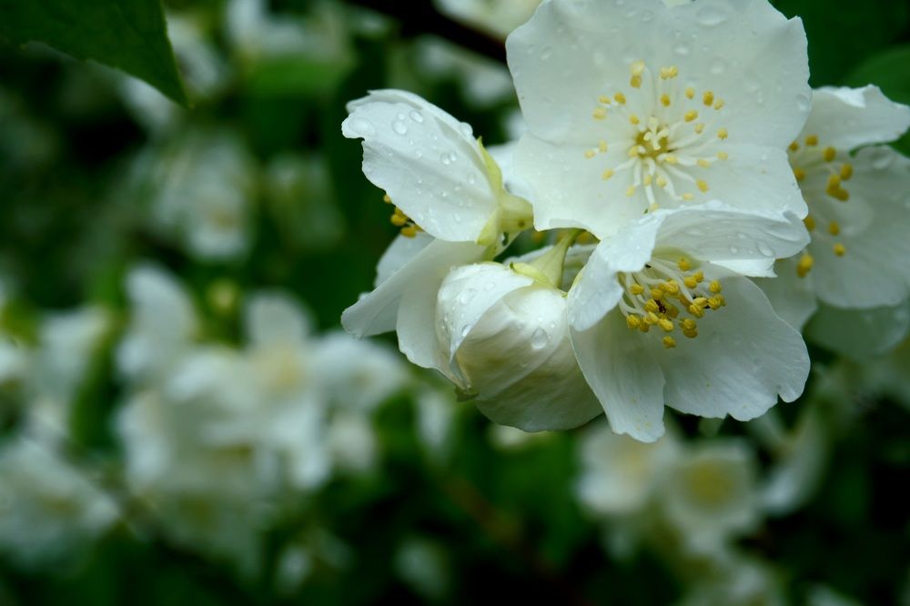 Photograph by Александра Пецевич