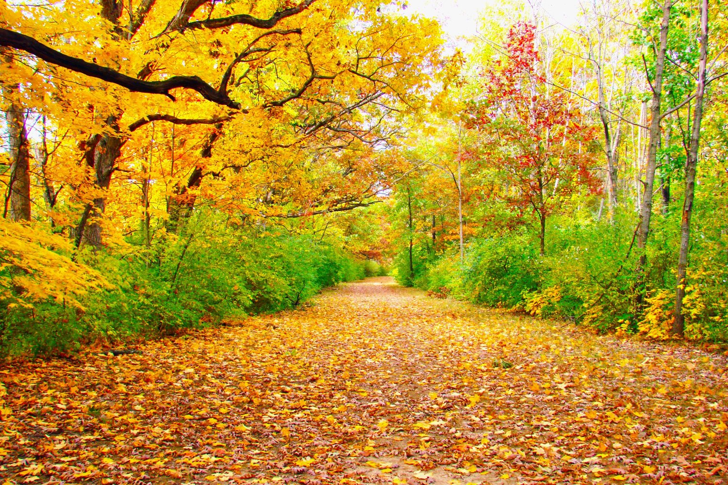 Photo #9576167